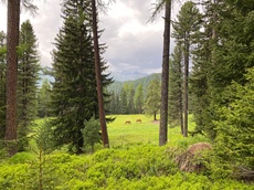 Stazerwald